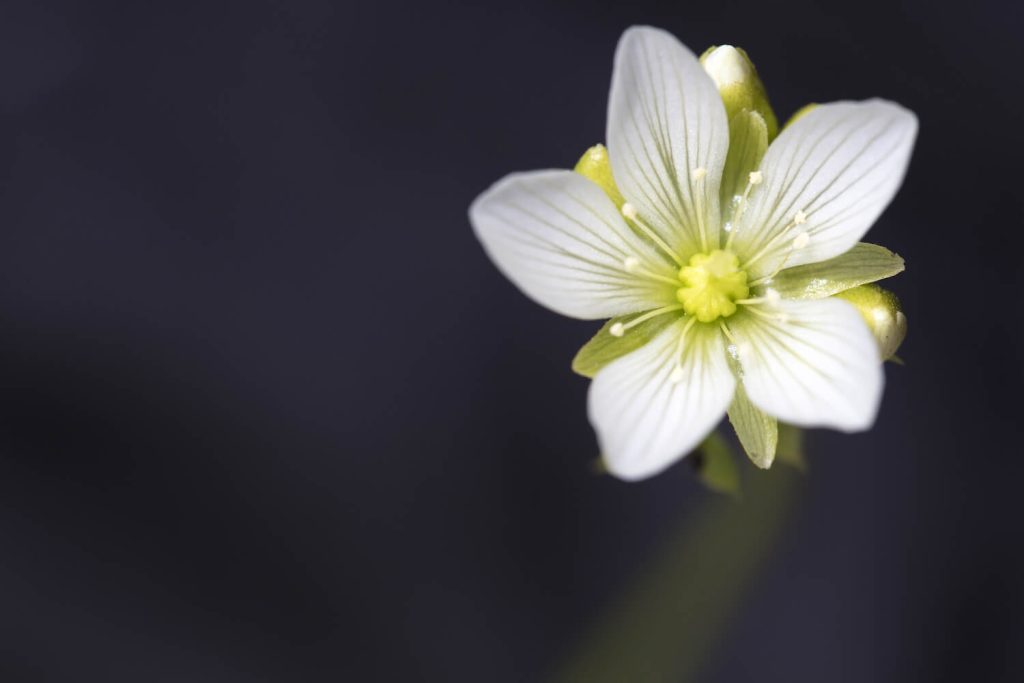 Blüte der Venusfliegenfalle