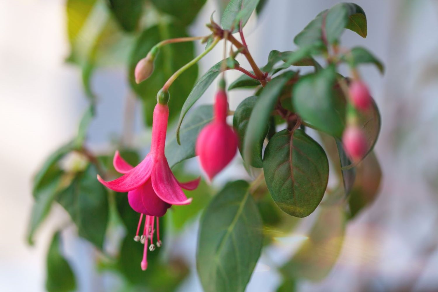 Fuchsien schneiden: Formschnitt & Winter-Schnitt