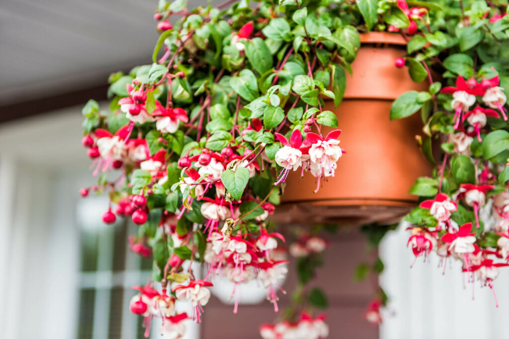 Rosa blühende, halbhängende Fuchsie