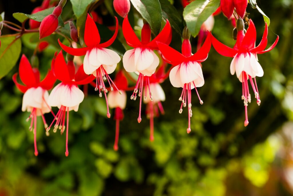 Fuchsiensorte Ballet Girl
