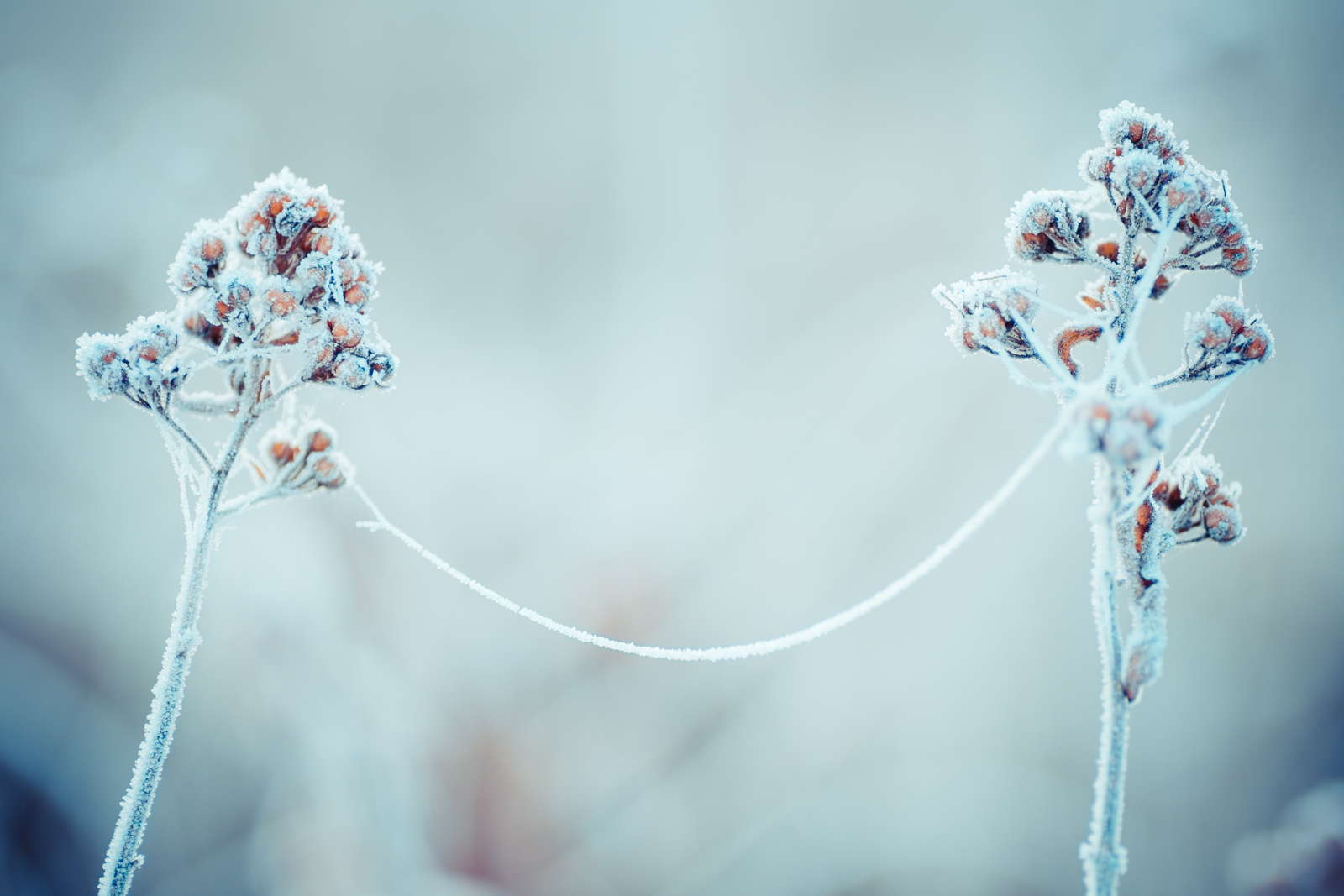 Pflanzen Uberwintern Blumen Kubelpflanzen Co Plantura