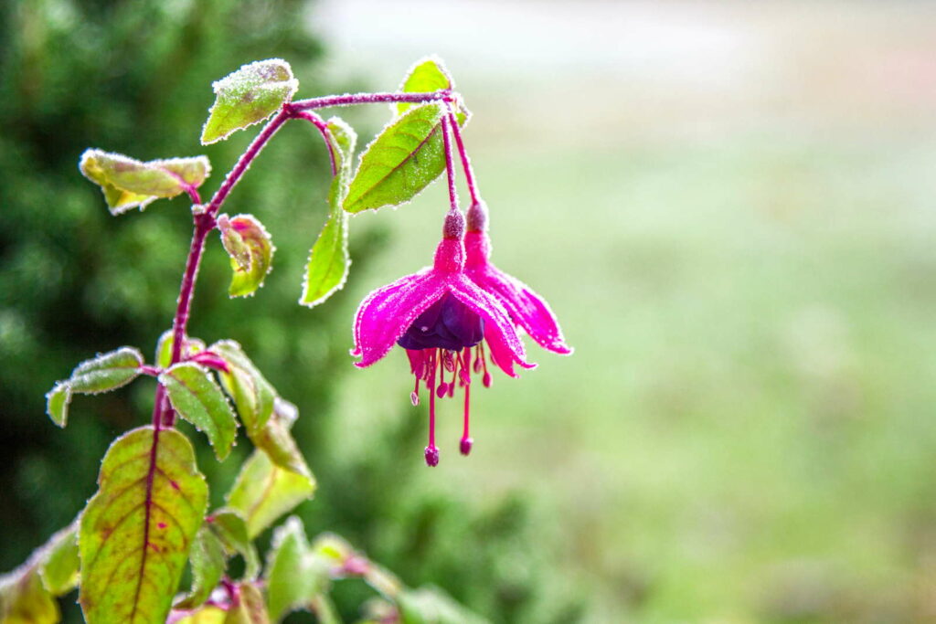 Winterharte Fuchsien: Die 40 schönsten Sorten Plantura