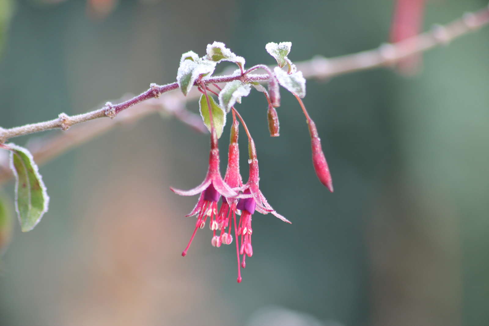 Winterharte Fuchsien Die 40 schönsten Sorten Plantura
