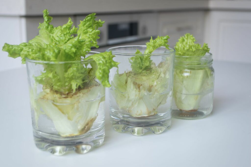 Salat Regrowing