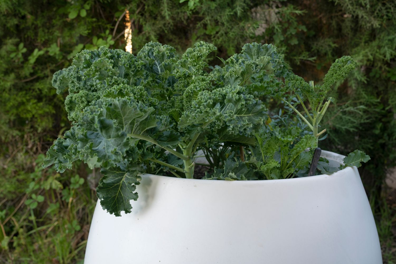 Grünkohl im Topf pflanzen: Tipps für Terrasse & Balkon