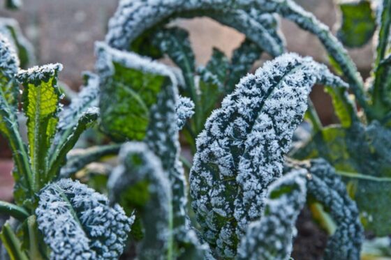 Wintergemüse anbauen: 5 Tipps zum Anbau von Gemüse im Winter