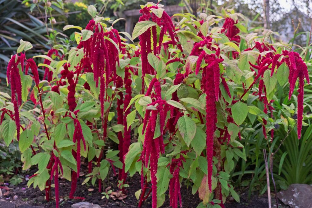 Blühender Fuchsschwanz
