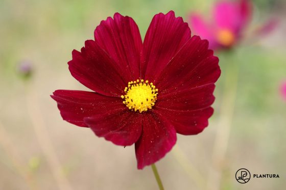Herbstblumen: Die 10 schönsten für Garten & Balkon