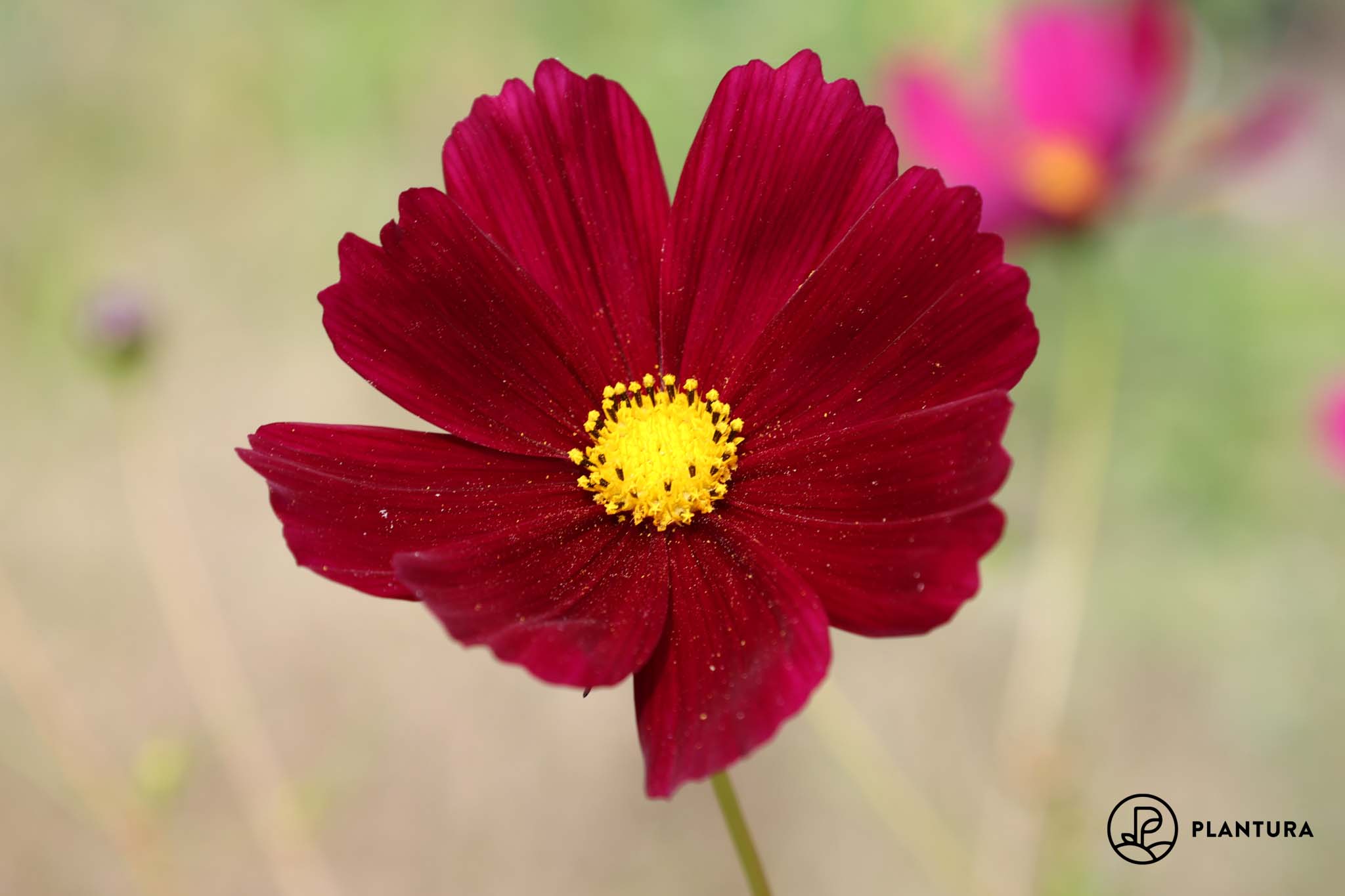 Herbstblumen: Die 10 schönsten für Garten & Balkon - Plantura