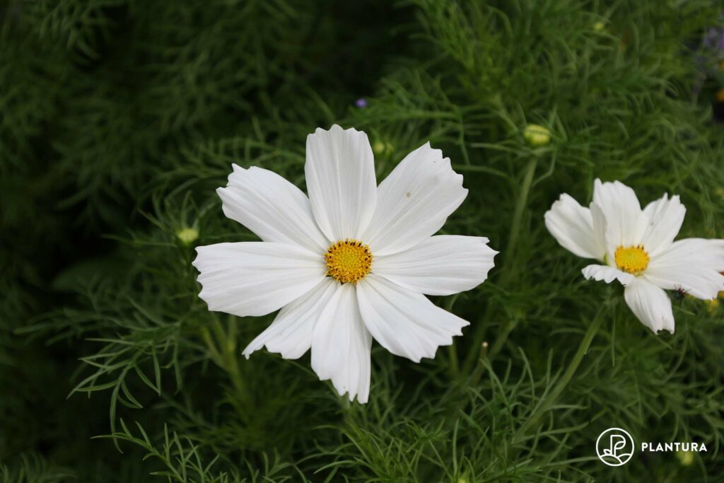 Cosmos bipinnatus
