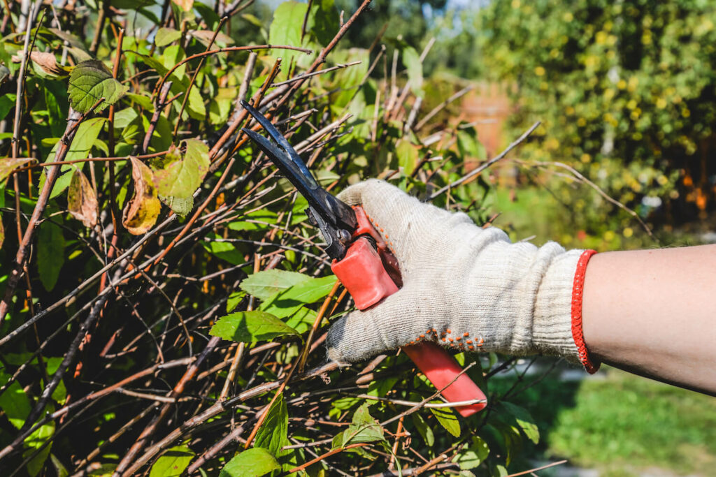 Hecke wird mit Gartenschere geschnitten