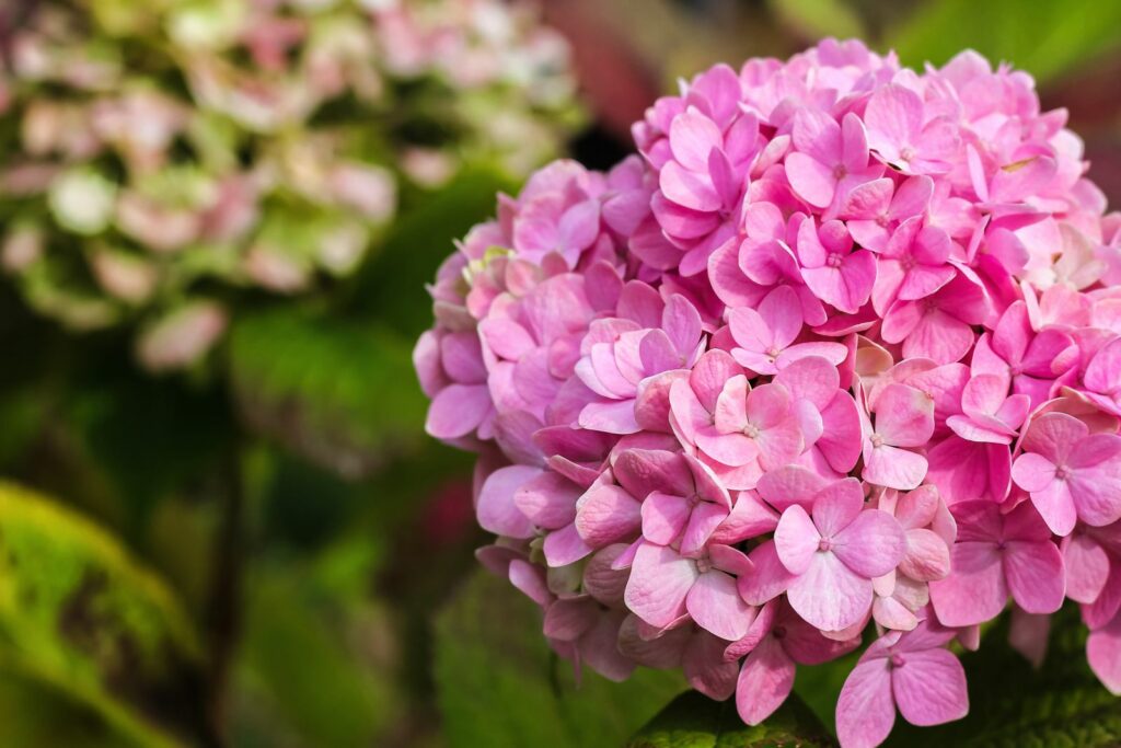 Rosa Bauernhortensie