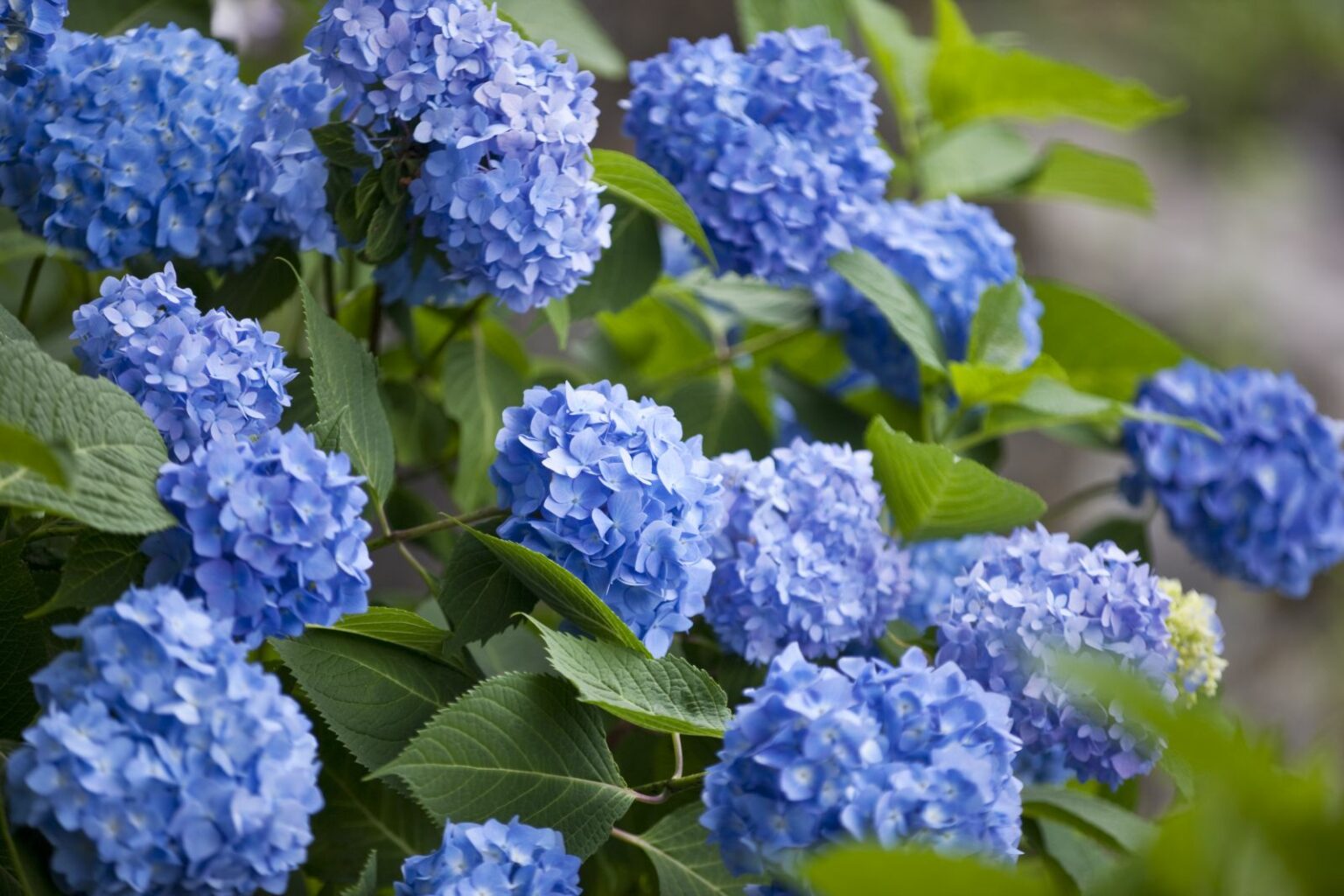 Hortensien blau färben Anleitung & Tipps Plantura