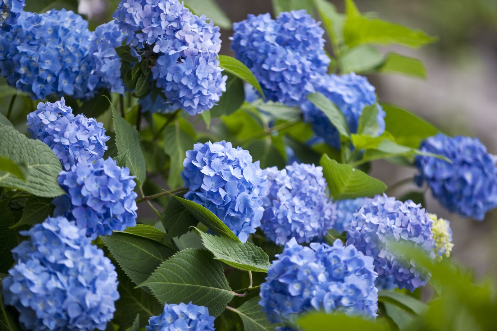 Hortensien blau färben Anleitung & Tipps Plantura