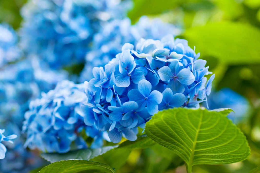 Hortensien mit blauen Blüten