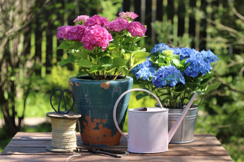 Rosa und blaue Hortensien in Töpfen