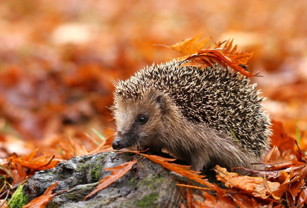 Igel durch Laub am Boden laufend