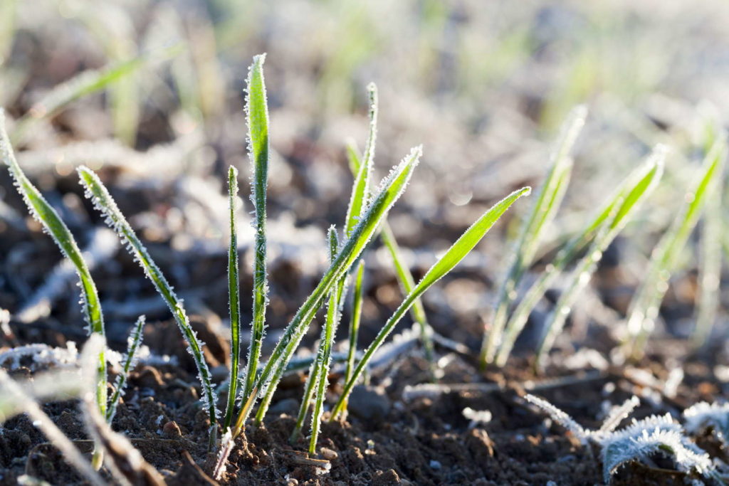 junger Rasen mit Frost