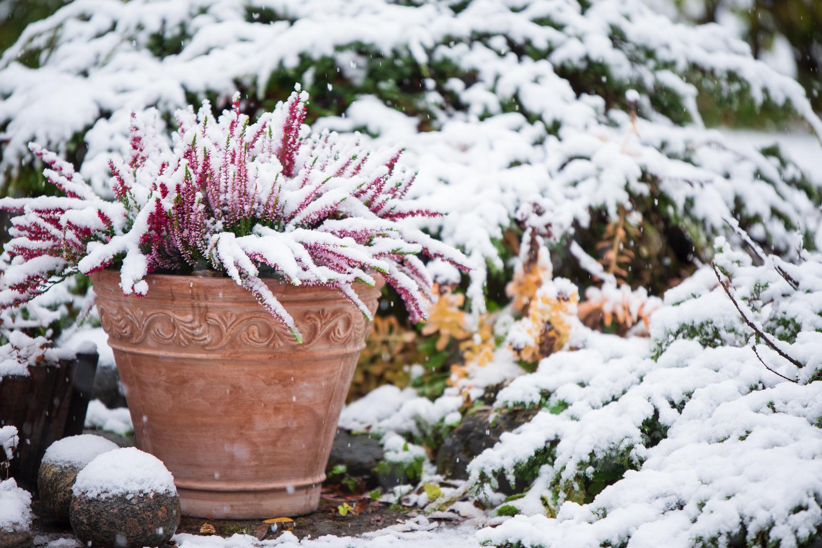 Pflanzen überwintern Blumen, Kübelpflanzen & Co. Plantura