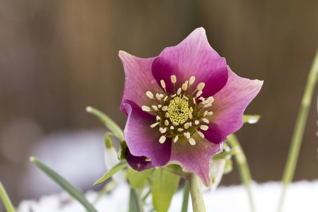 pinke Christrose blüht im Schnee