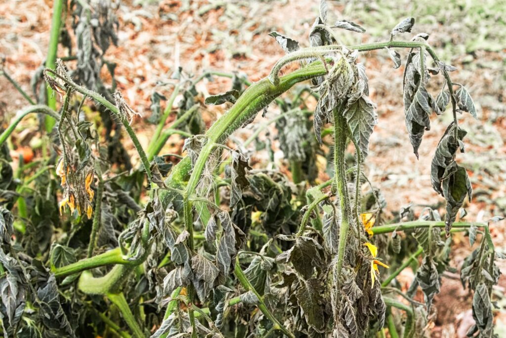 Wurzelpilz Pythium