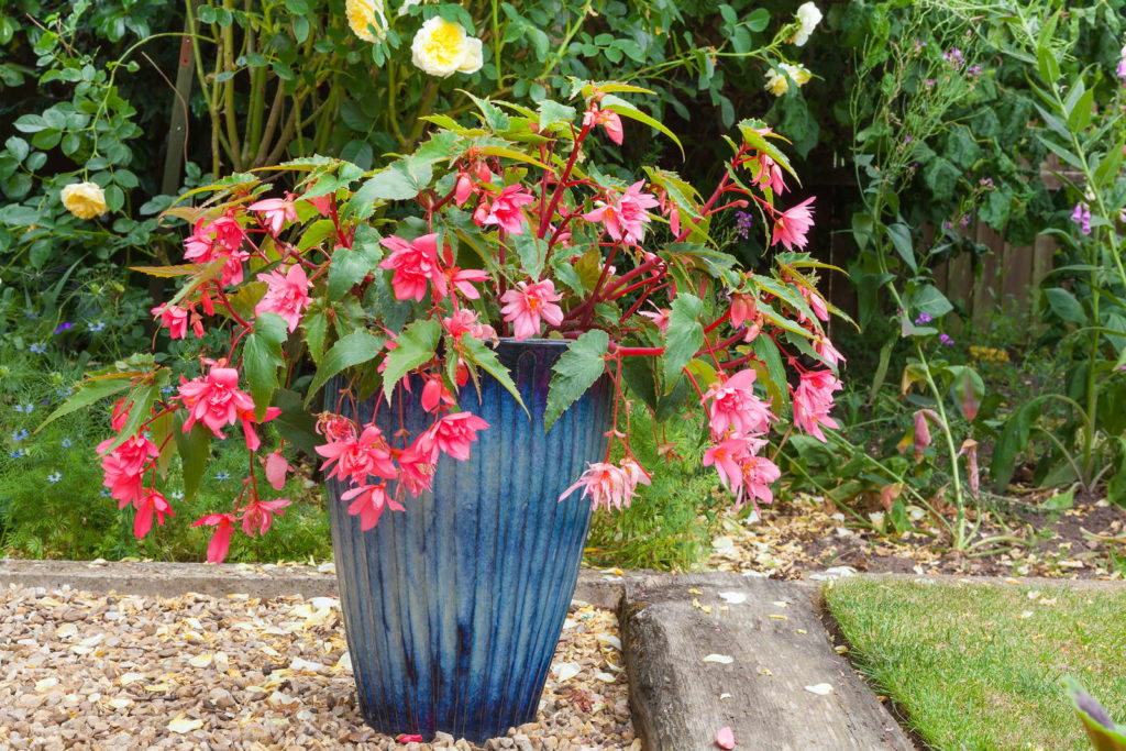 rasa Fuchsien in Topf blau im Garten