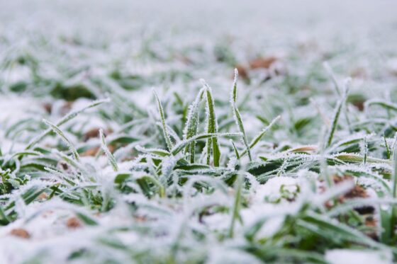 Rasen winterfest machen: Vor dem Winter mähen & düngen