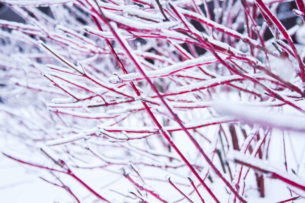 Roter Hartriegel im Schnee