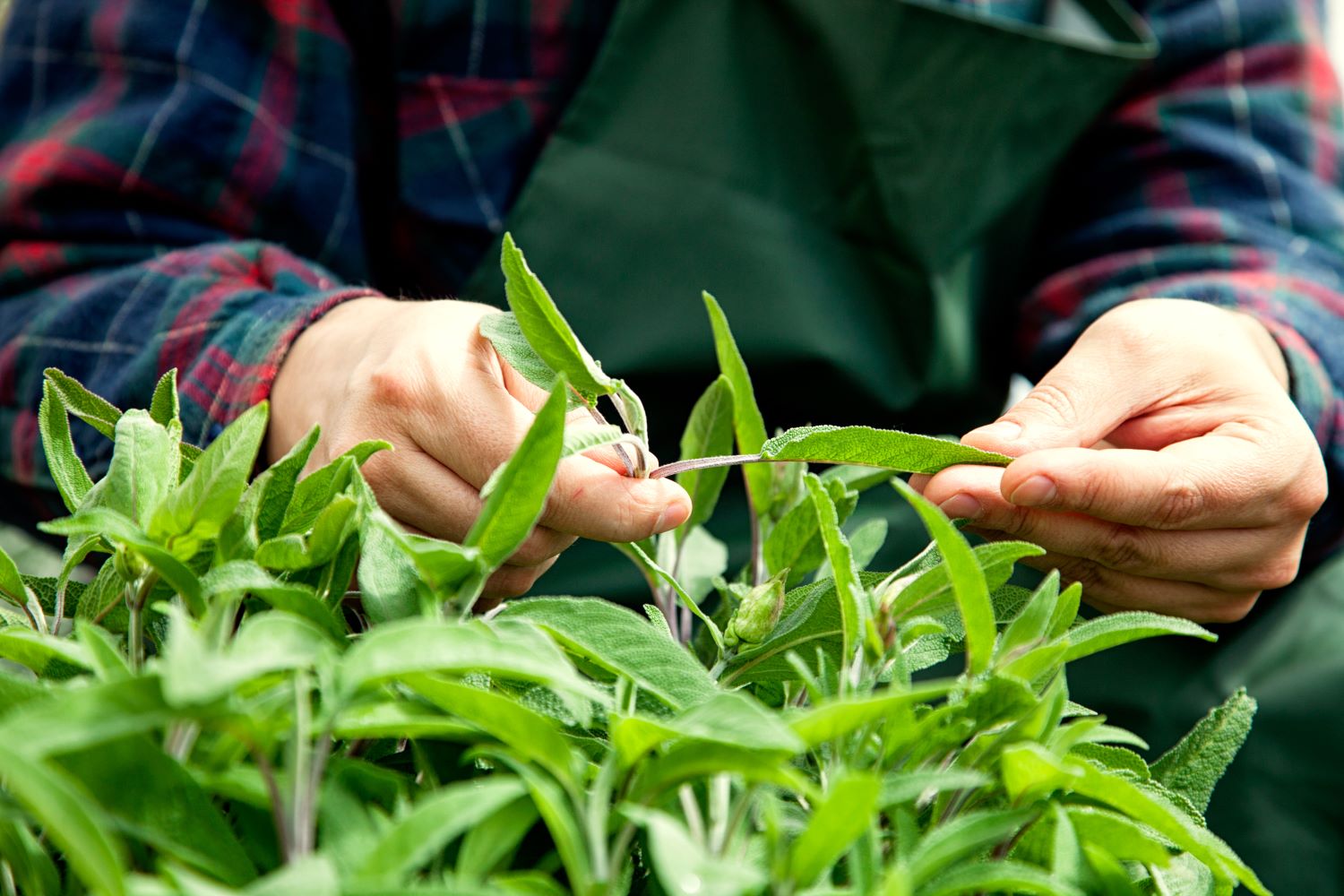 Salbei pflegen & umpflanzen: Die besten Tipps