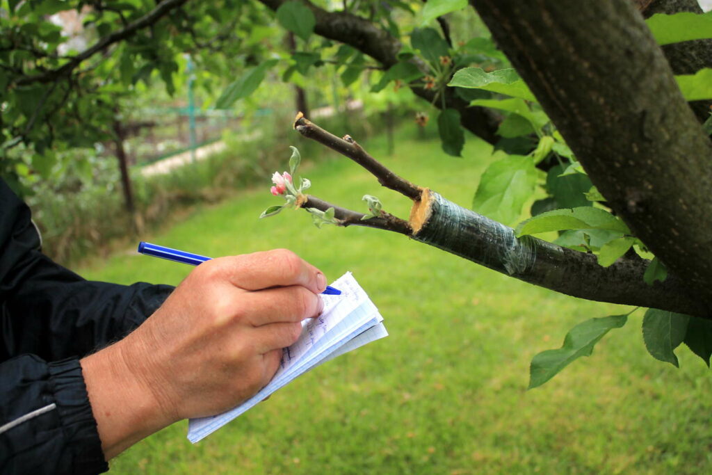 Mann macht sich Notizen während Apfelbaumveredlung