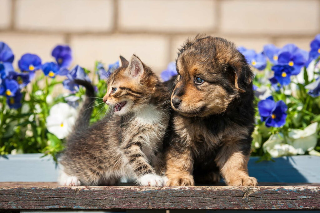 Hund und Katze sitzen vor Blumen im Garten