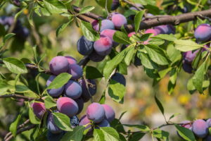 Pflaumenbaum