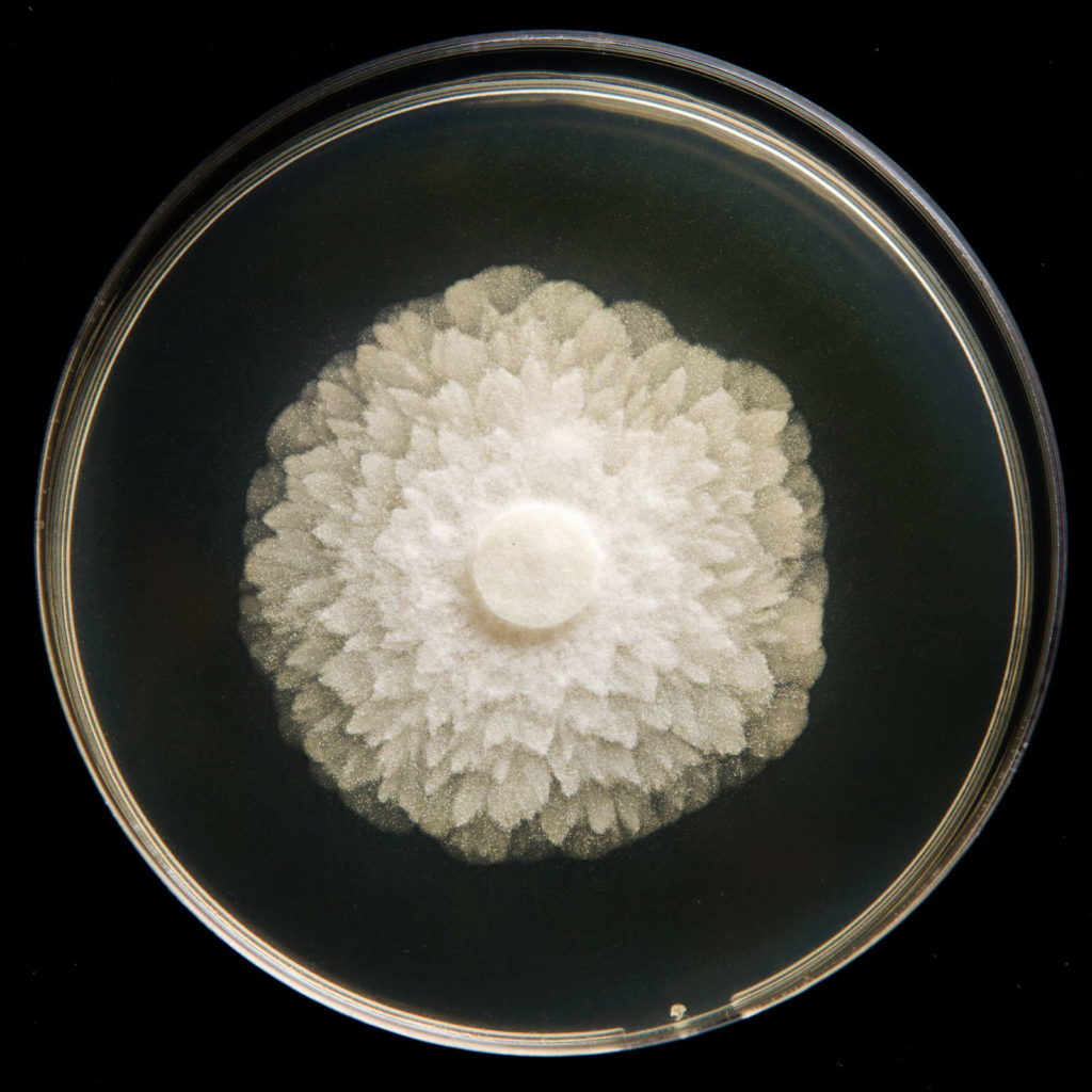Pythium im Labor