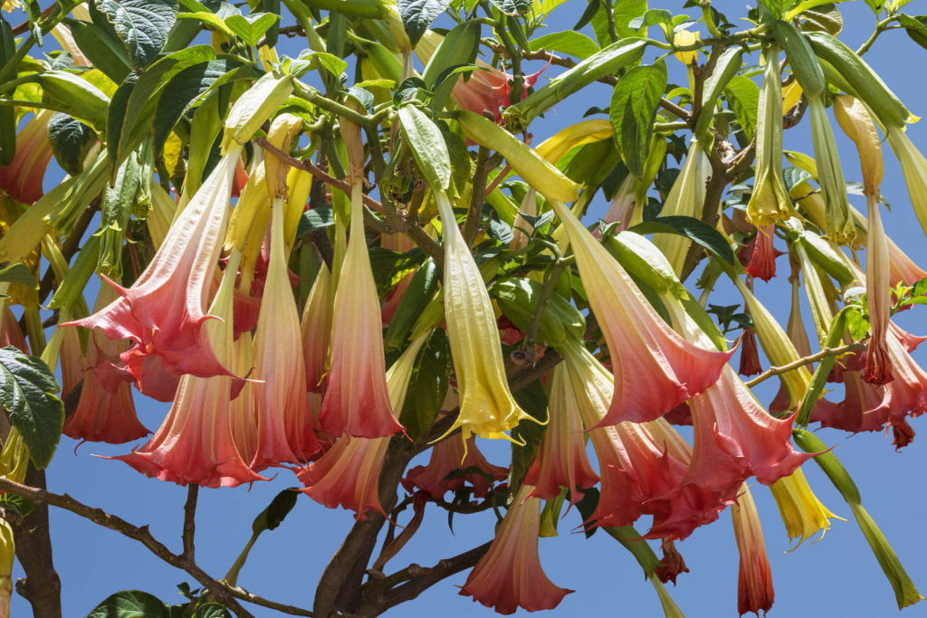 Blüten der Engelstrompete