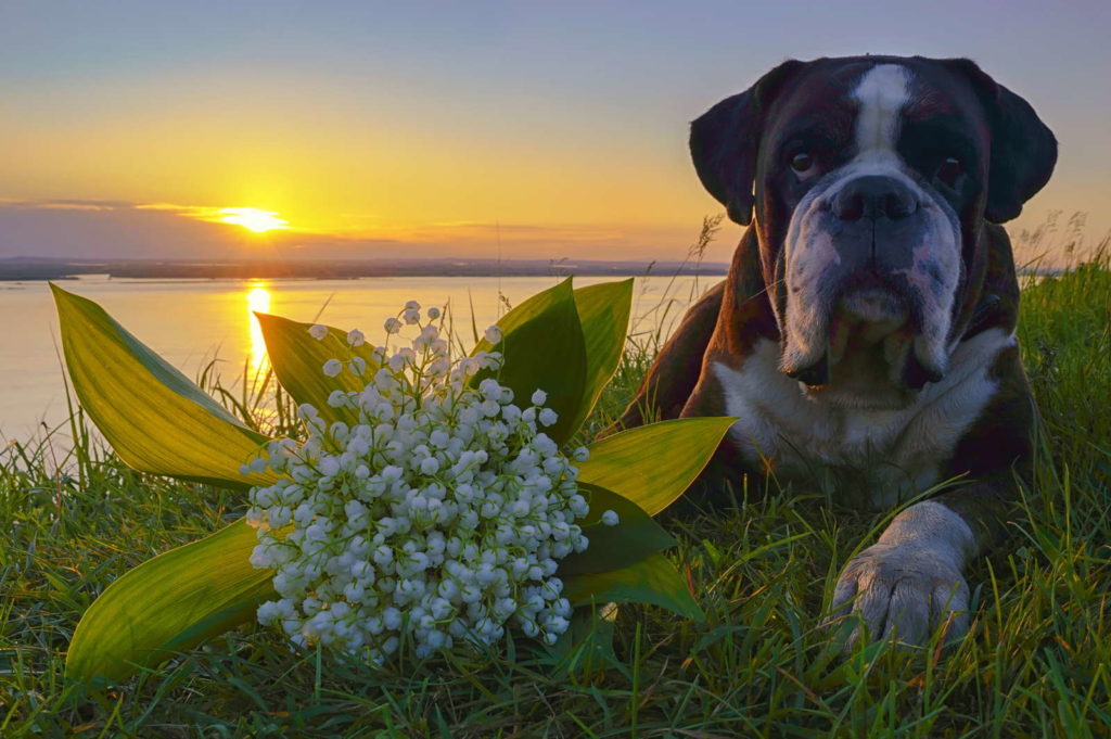 Hund liegt neben Maiglöckchen auf einer Wiese an einem See