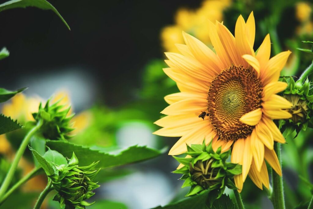Sonnenblume und Biene
