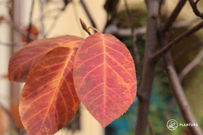 10 Sträucher & Bäume mit intensiver Herbstfärbung