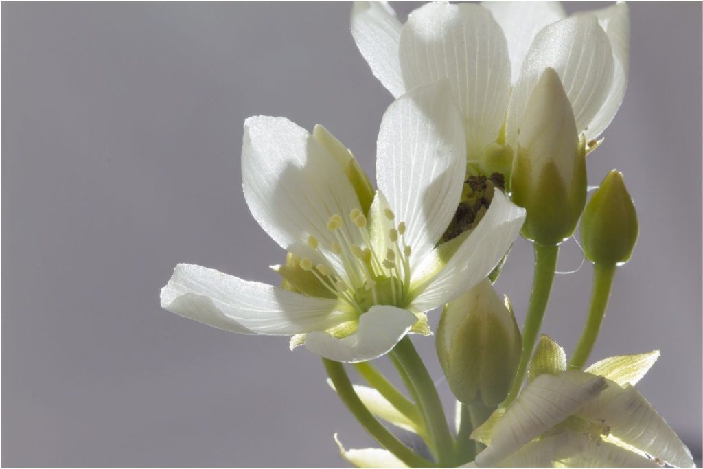 Venusfliegenfalle Blüte