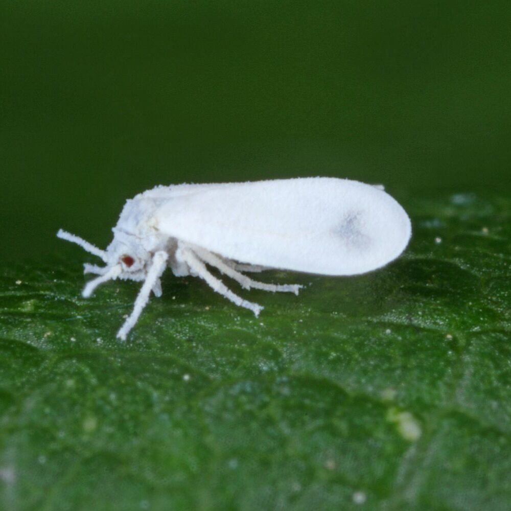Weie Fliegen bekmpfen: Biologisch & natrlich - Plantura
