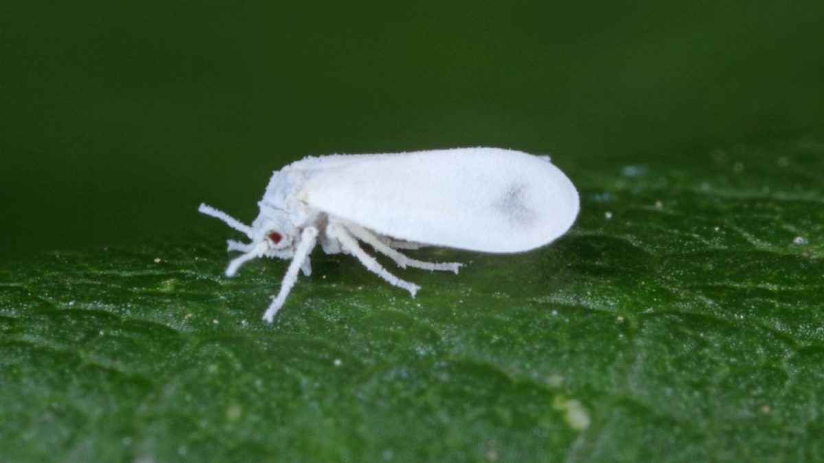 Weie Fliegen bekmpfen: Biologisch & natrlich - Plantura