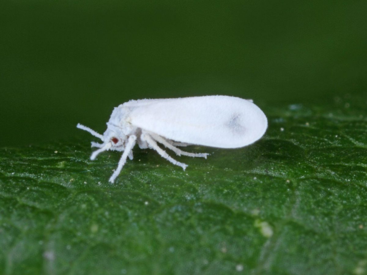 Weie Fliegen bekmpfen: Biologisch & natrlich - Plantura