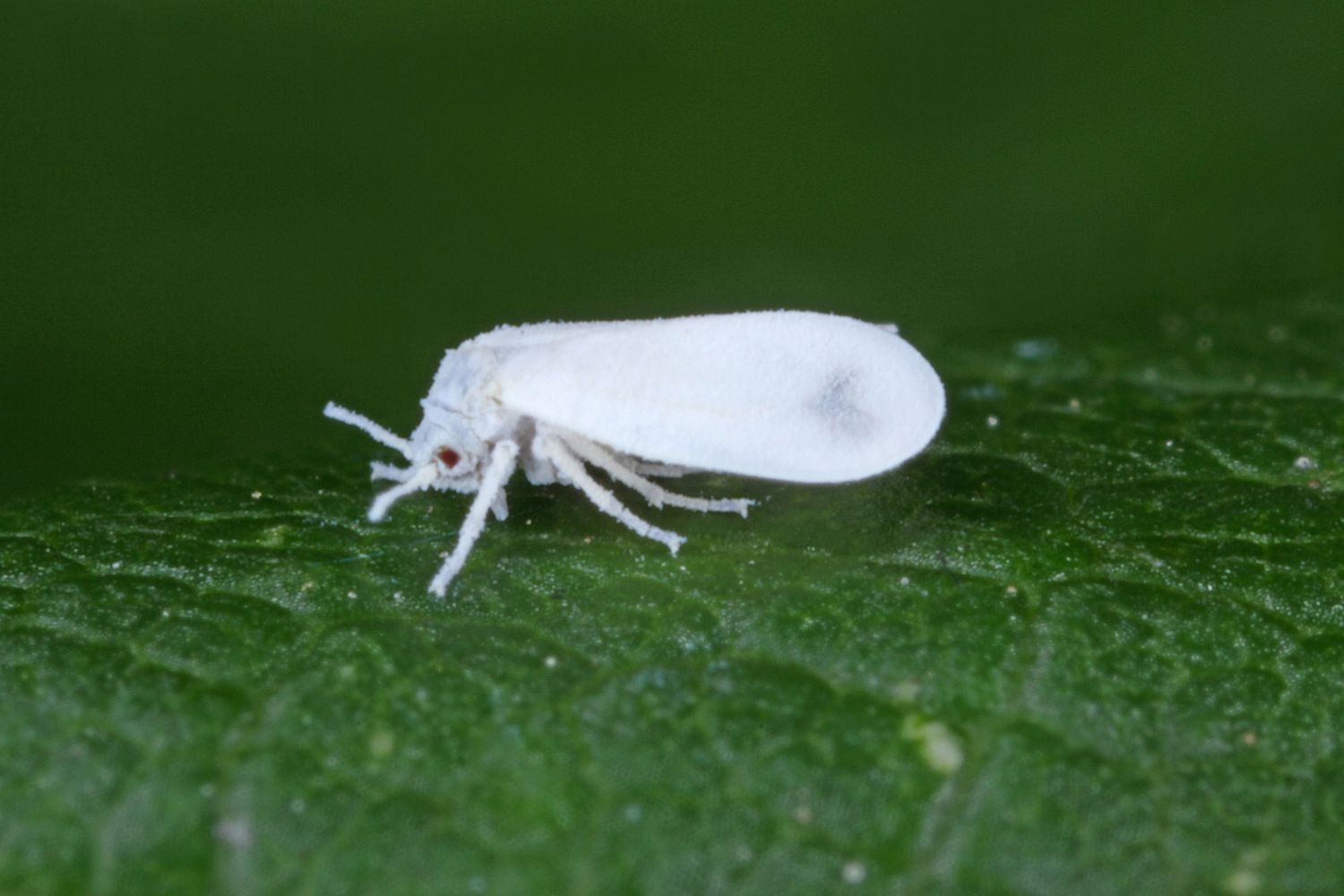 Weiße Fliegen bekämpfen Biologisch & natürlich Plantura