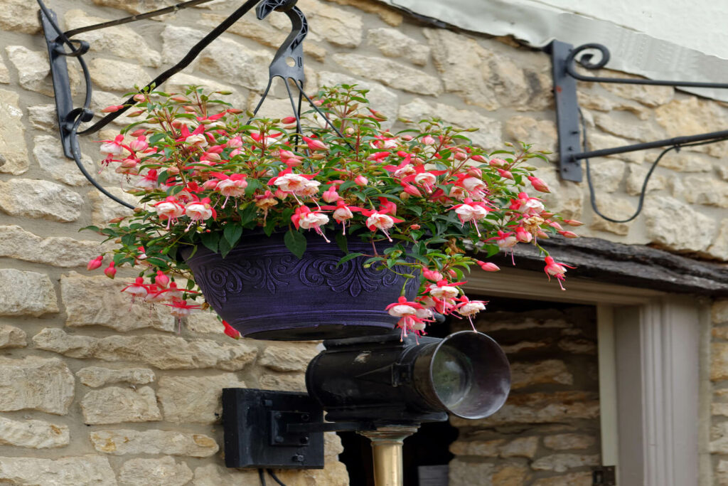 Fuchsien mit halbhängendem Wuchs im Topf
