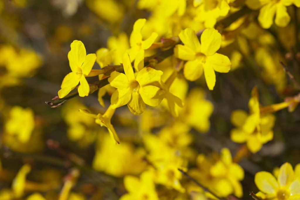 Gelb-blühender Winterjasmin