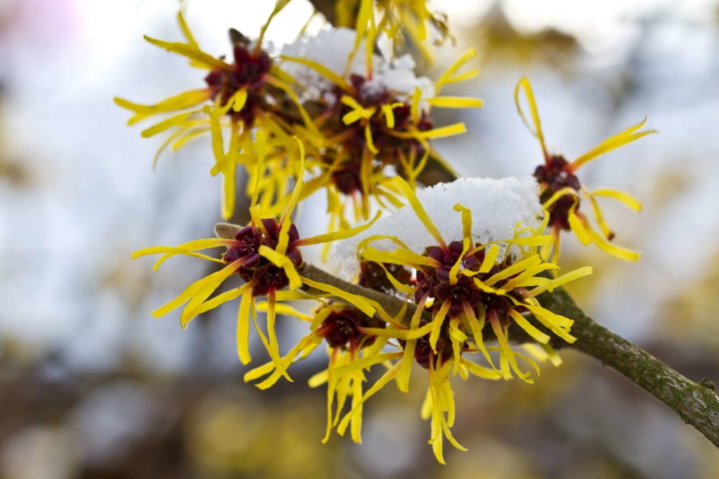 Zaubernuss mit gelber Blüte im Schnee