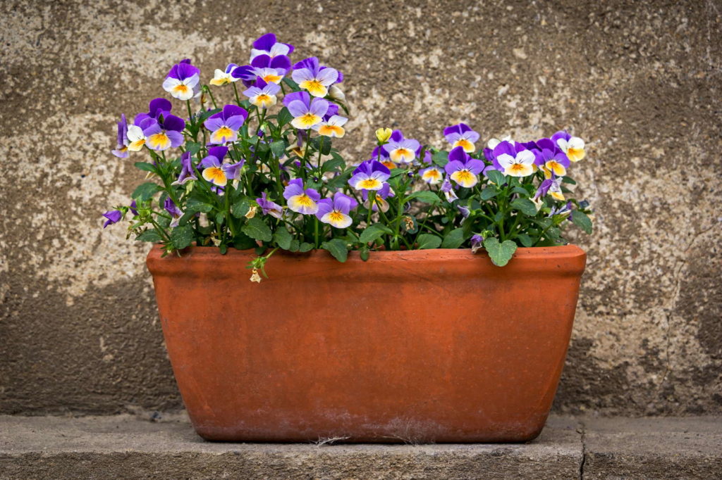 Blühende Hornveilchen in Blumentopf als Kübelpflanze