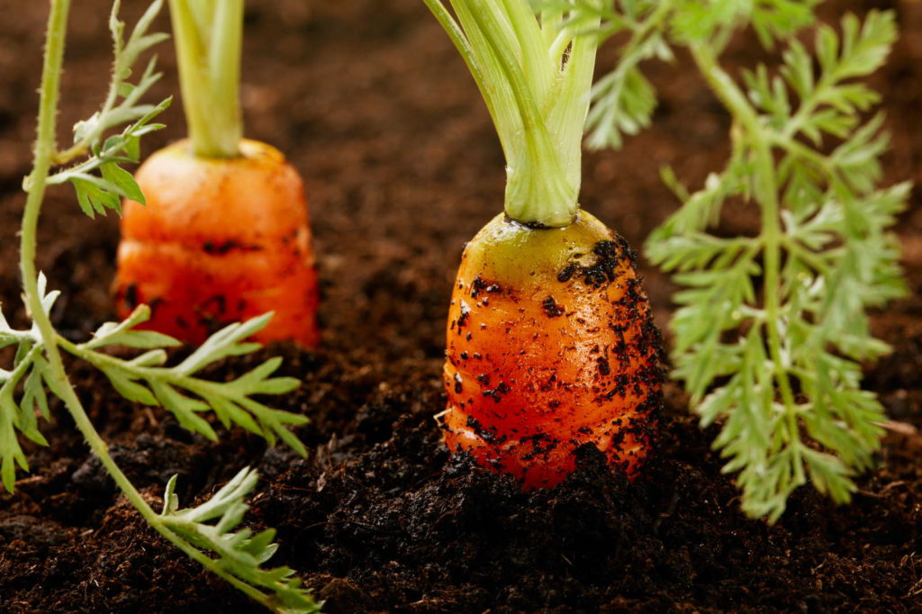 Karotten anbauen in Beet