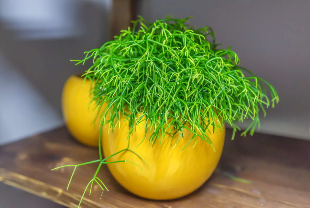 Korallenkaktus in gelbem Blumentopf