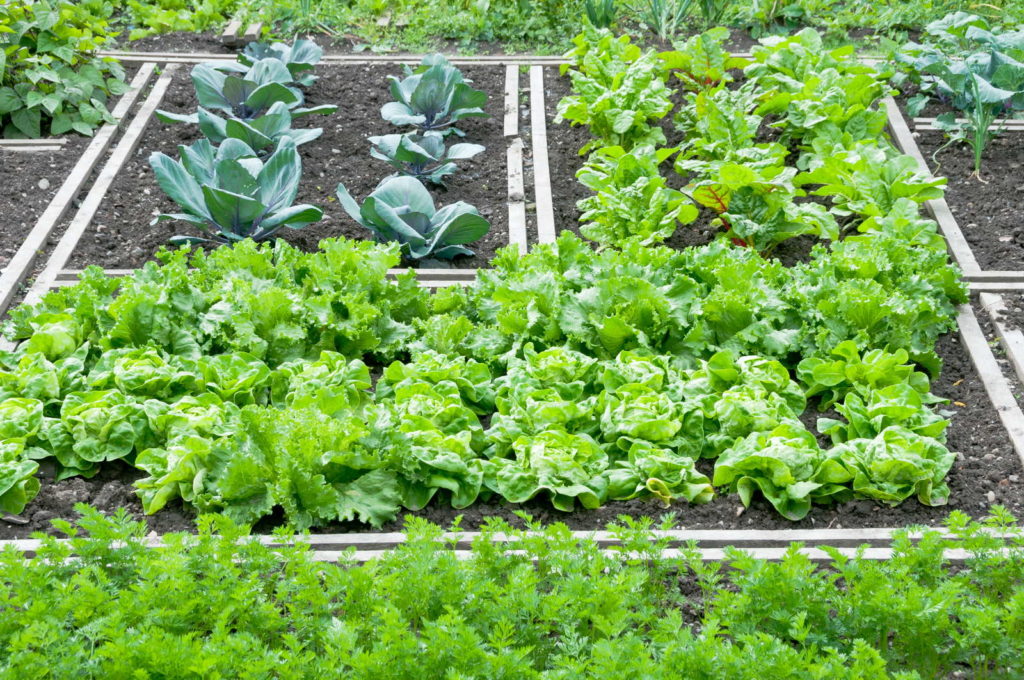 Anbauplan im Garten für Gemüse