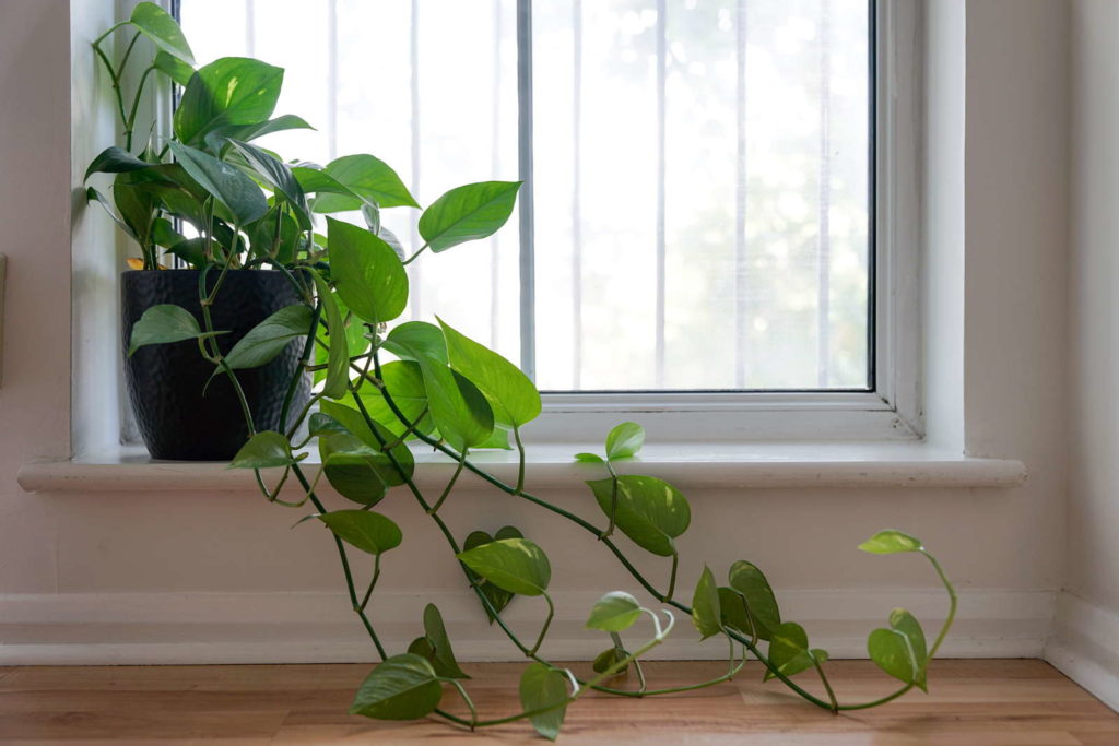 Kletter-Philodendron auf Fensterbank